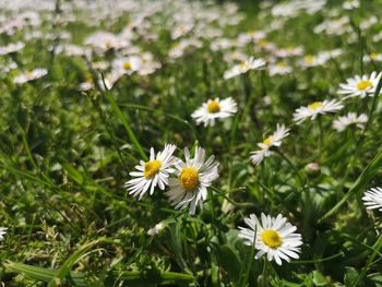 Close-up of white daisy flowers on field