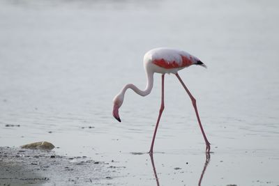 animal themes