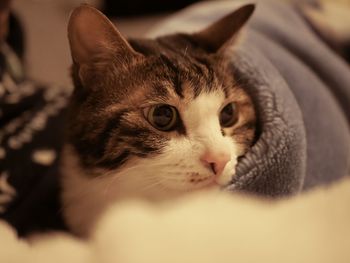 Close-up portrait of a cat