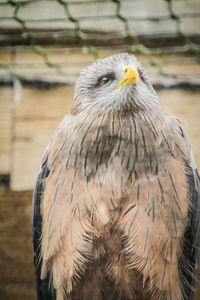 Close-up of a bird