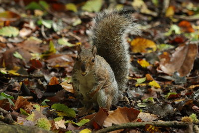 Close-up of squirrel on dry leaves