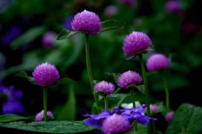 Close-up of pink flowers blooming outdoors