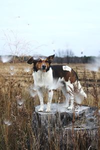 Dog on field against sky