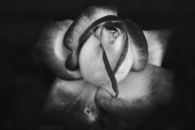 Close-up of hand holding rose