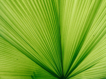 Full frame shot of palm tree leaves