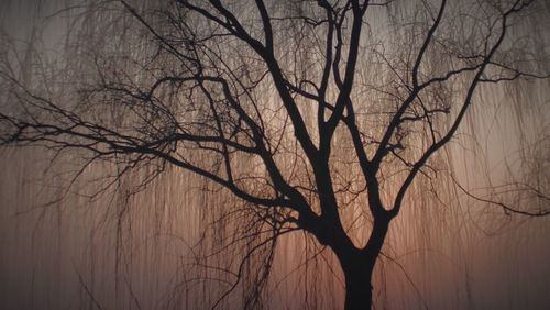 Bare tree against sky