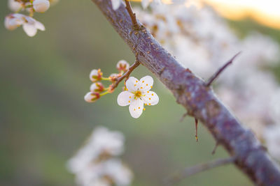Beautiful white plum tree flowers blossoming during the spring.