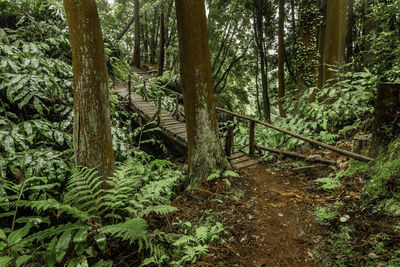 Trees growing in forest