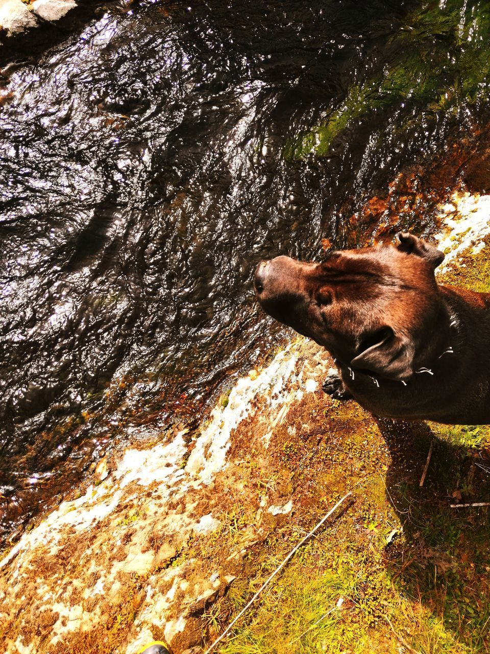 DOG LOOKING AWAY