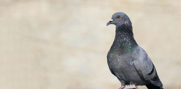 bird