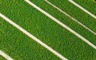 High angle view of soccer field