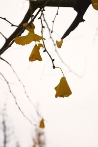 Low angle view of tree branch against sky