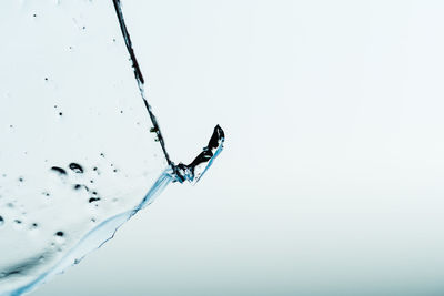 Close-up of insect on water