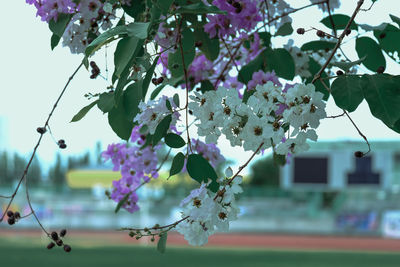 Close-up of cherry blossoms on branch