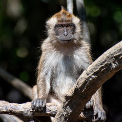 Crab-eating macaque macaca fascicularis looking at camera on langkawi island, malaysia