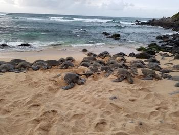 Scenic view of turtles on beach