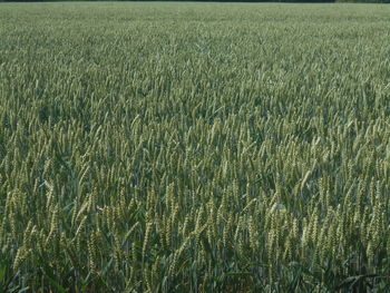 field