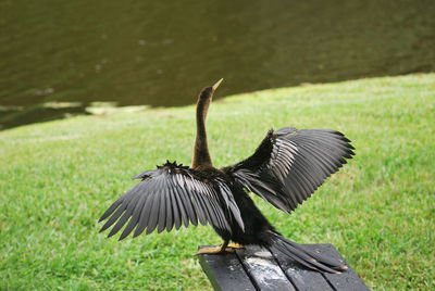 Close-up of bird flying in a field