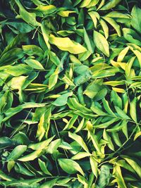 Full frame shot of plants