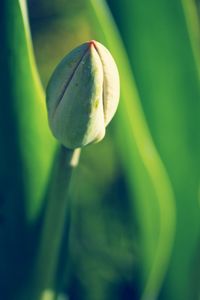 Low angle view of green leaf