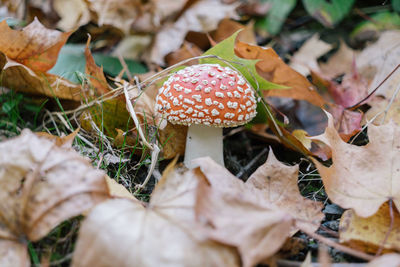 Close-up of fly agaric mushroom on field