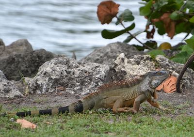 View of lizard on rock by sea