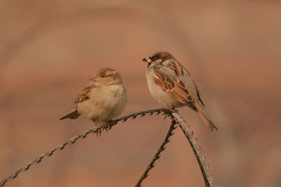 Close-up of sparrows perching on razor wire