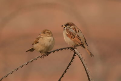 Close-up of bird perching on branch