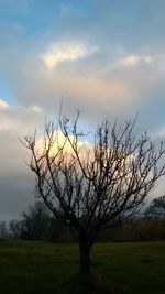 Bare tree on field against sky at sunset
