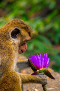 Close-up of an animal