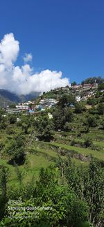Plants and trees on field against sky