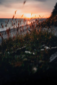 Close-up of grass on field against sky during sunset