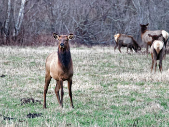 Portrait of sheep in a field