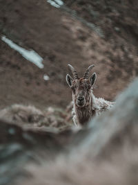 Portrait of ibex