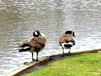 View of birds on lakeshore