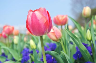 Close-up of pink tulip flowers