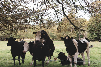 Cows standing in a field