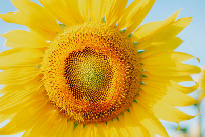 Close-up of sunflower