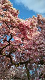 Low angle view of cherry blossoms against sky