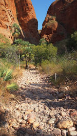 Plants growing on mountain