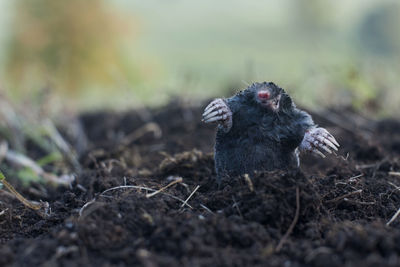 Close-up of a bird on land