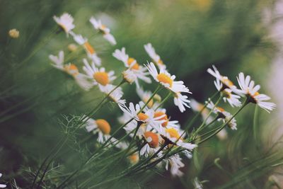 High angle view of flowering plants on field