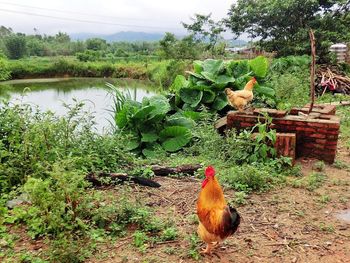 Close-up of fruit on tree against plants