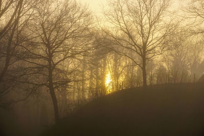 Close-up of trees in forest during sunset