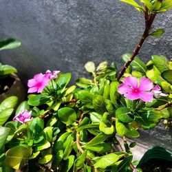 Close-up of pink flowers