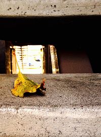 View of crab on sidewalk in city