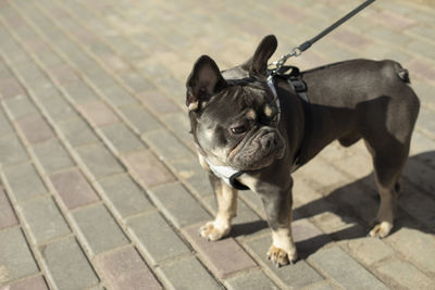 Dog on leash. pet on street. animal on walk. small breed of dog.