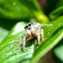 Close-up of insect on leaf