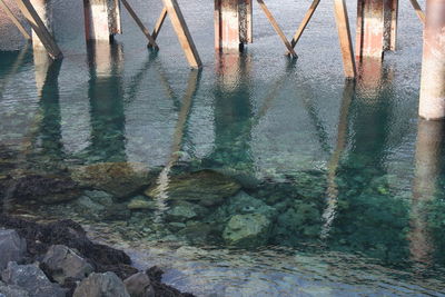 Low section of trees in water