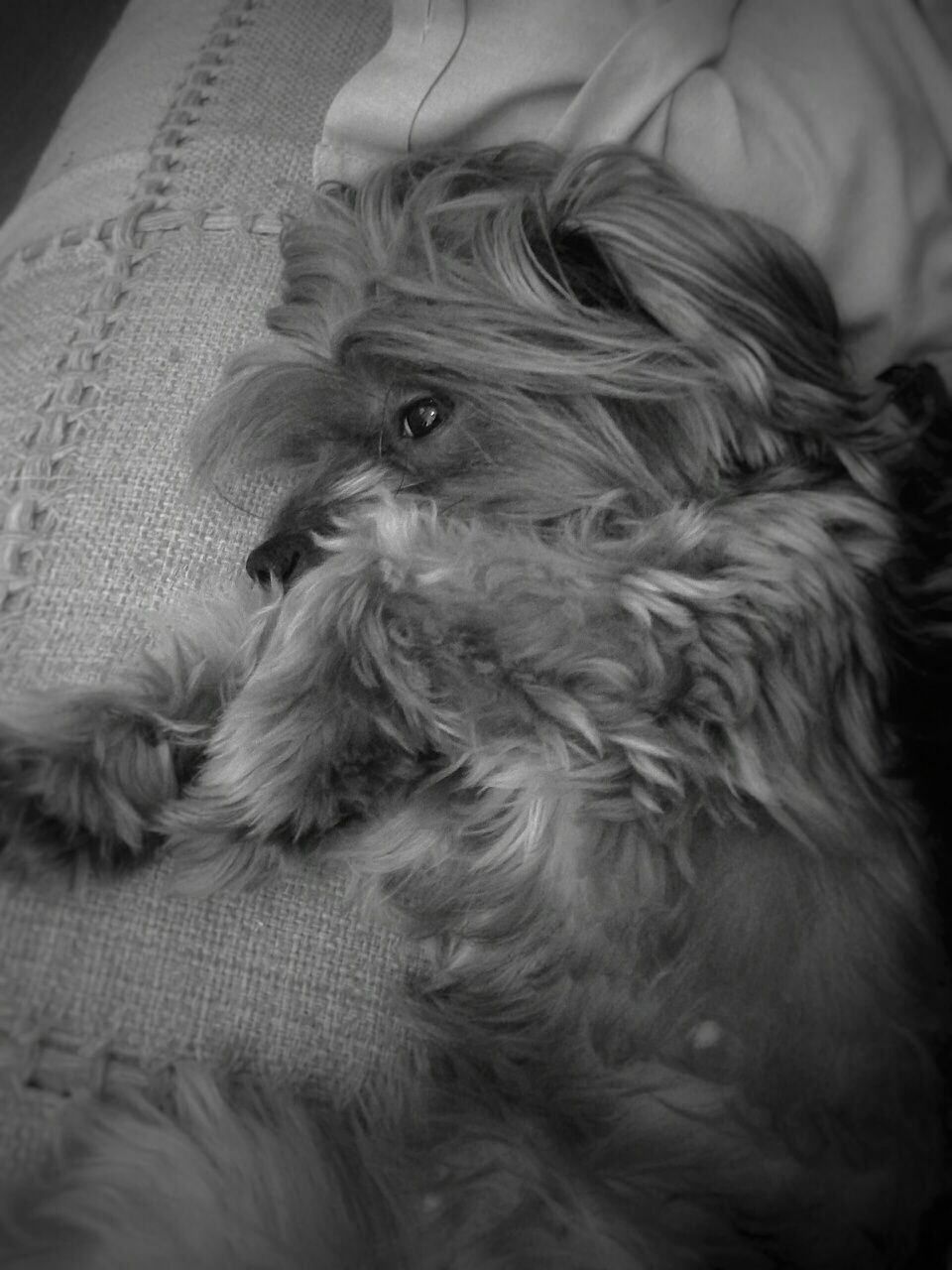 indoors, one animal, animal themes, domestic animals, pets, mammal, dog, relaxation, home interior, animal head, close-up, animal hair, lying down, resting, animal body part, portrait, looking away, no people, bed, home